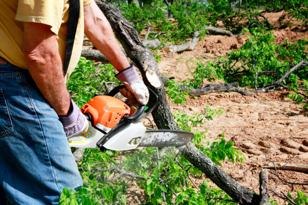 Best Palm Tree Trimming  in East Grand Forks, MN